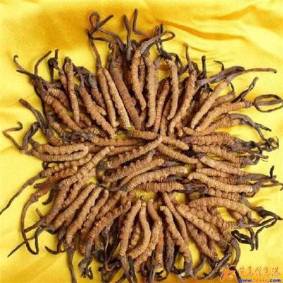 太原冬虫夏草回收