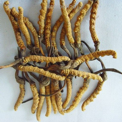 太原回收冬虫夏草